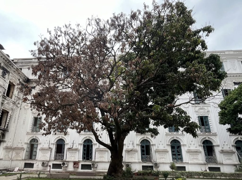सिंहदरवारभित्रको अर्धमृत आँपको रुख, २४ भदौको आगजनीको गवाह