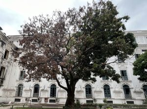 सिंहदरवारभित्रको अर्धमृत आँपको रुख, २४ भदौको आगजनीको गवाह